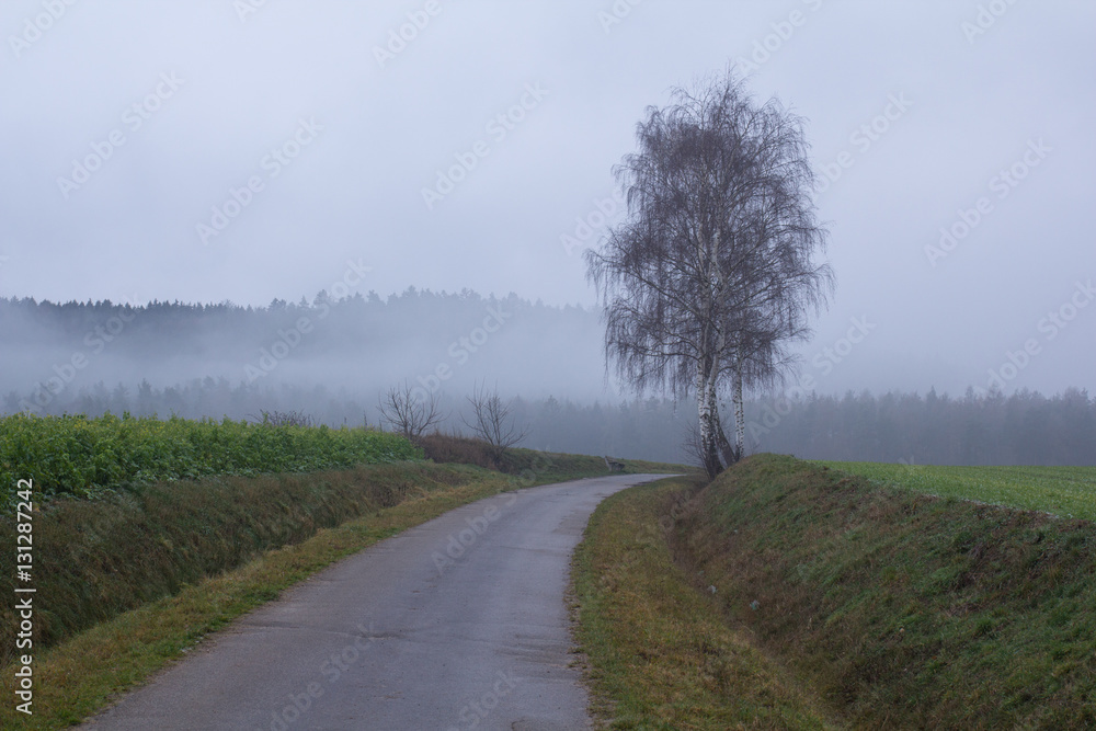 foggy spring landscape