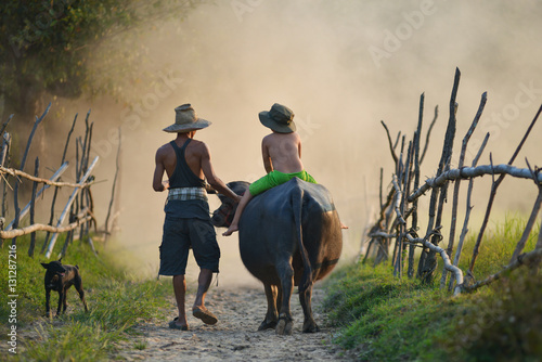 farmer and buffalo on during sunset,thailand