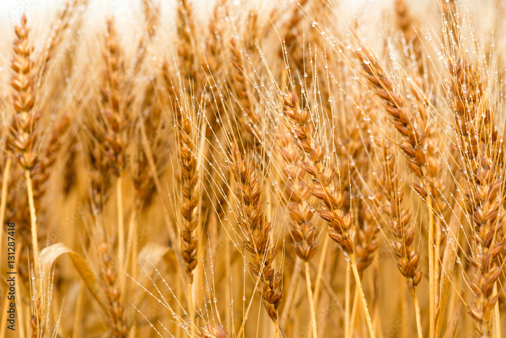 Fototapeta premium 収穫直前