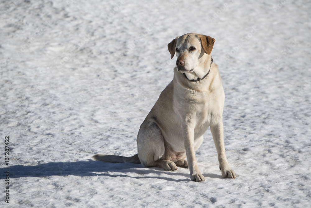 Hund wartet am zugefrorenen Lago Bianco auf der Bernina-Passhöhe, Graubünden, Schweiz Hund wartet am zugefrorenen Lago Bianco auf der Bernina-Passhöhe, Graubünden, Schweiz