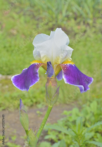 Fototapeta Naklejka Na Ścianę i Meble -  Flower of cultivated iris 6
