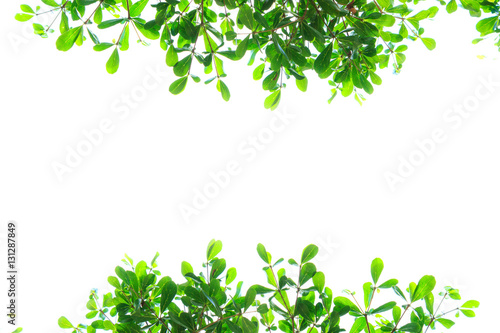 Beautiful Green leaves isolated on white background