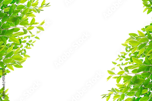 Beautiful Green leaves isolated on white background