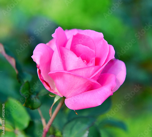  Pink rose on blur nature background