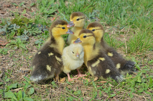 Small chicken and ducklings 5