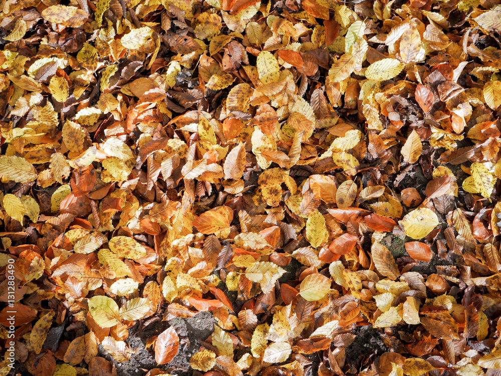 Autumn leaves. Full-frame autumnal leaves background texture. Autumn leaves. Full-frame autumnal leaves background texture.