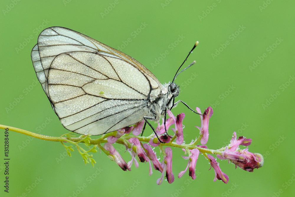 Fototapeta premium butterfly