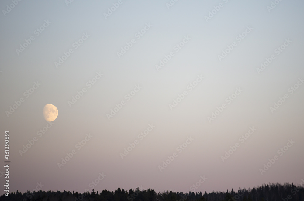 Dusk in the winter. Moon is shining and a silhouette forest in the front. Room for text. Copy space.