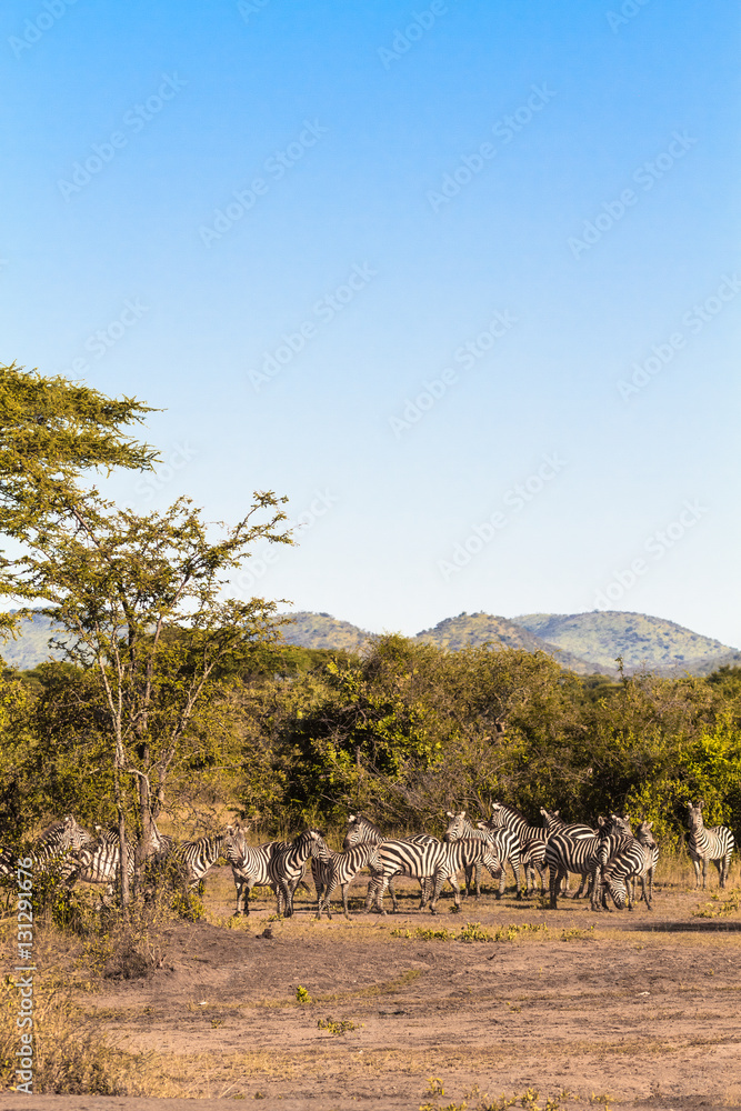 Herds  of zebras. Serengeti, Tanzanya