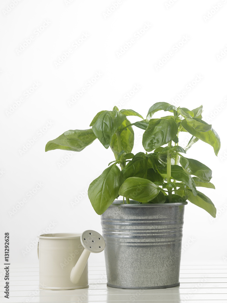 Fototapeta premium basil