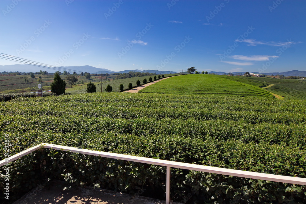 Fototapeta premium Tea plantation in Chiang rai, Thailand