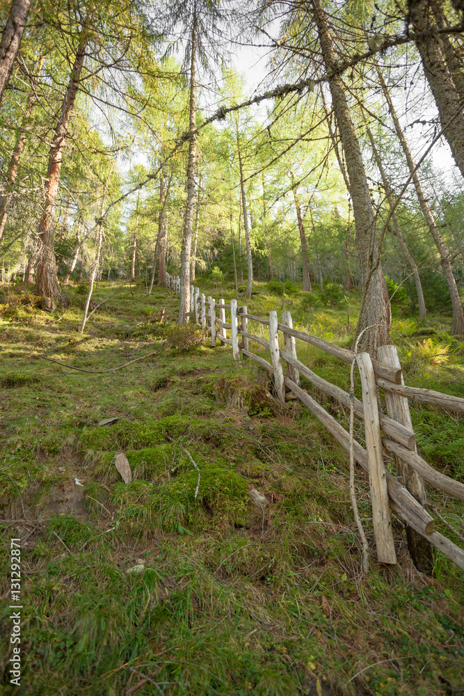 Fence inside a typical forest of the Italian Alps
