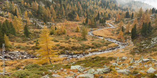 A stream flows among yellow larches and pines at fall