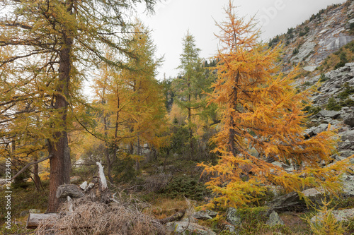 yellow larches at fall in the woods