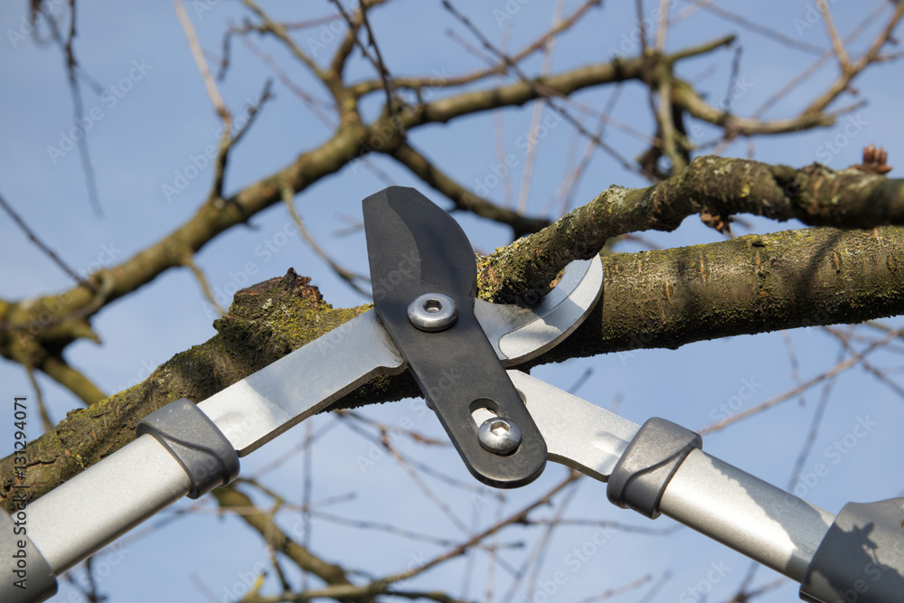 Kirschbaum wird mit der Astschere beschnitten Kirschbaum wird mit der Astschere beschnitten