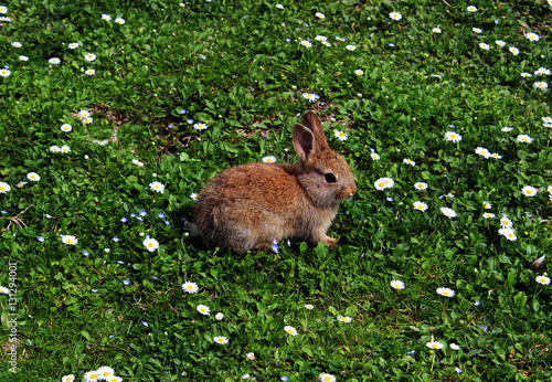 Rabbit on a green grass