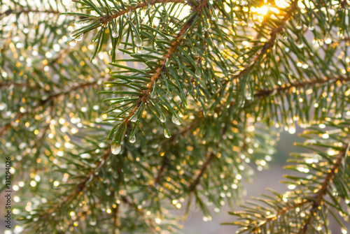 Fir branches covered with water drops under morning sun beams