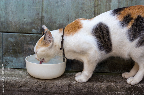 Konstfotografi A cat drinking from a water bowl.