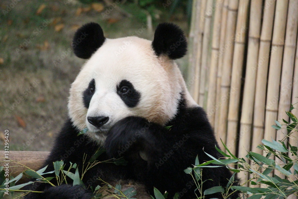 Naklejka premium Pandas in Korea