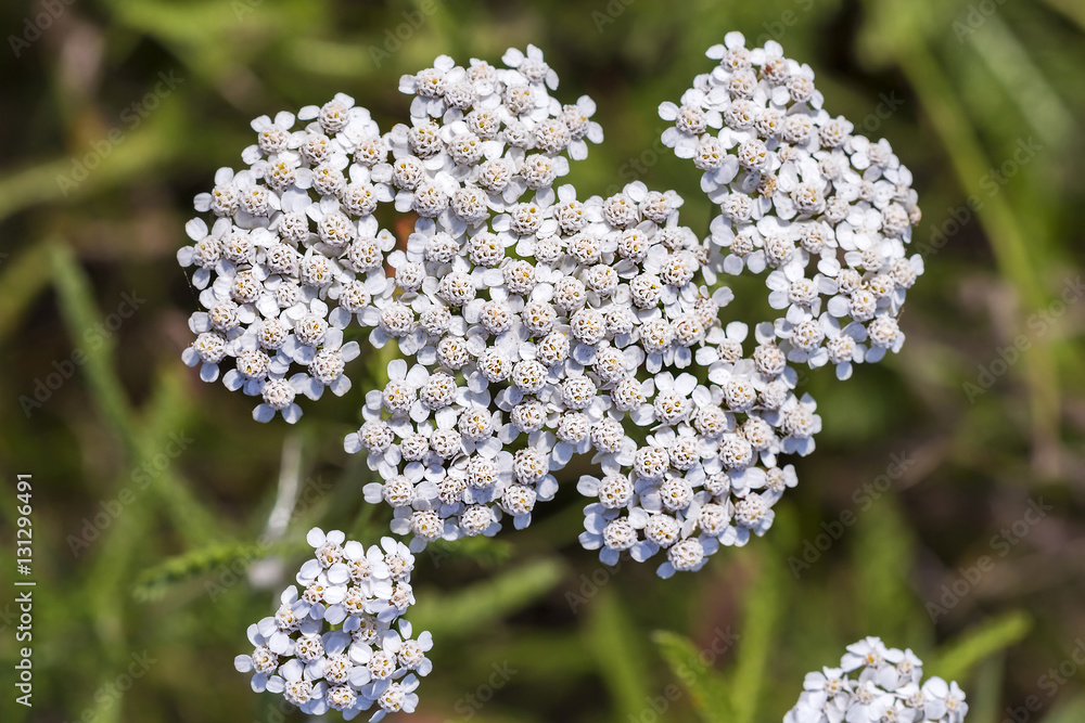 Medicinal wild herb Yarrow ( Achillea millefolilium ) Medicinal wild herb Yarrow ( Achillea millefolilium )