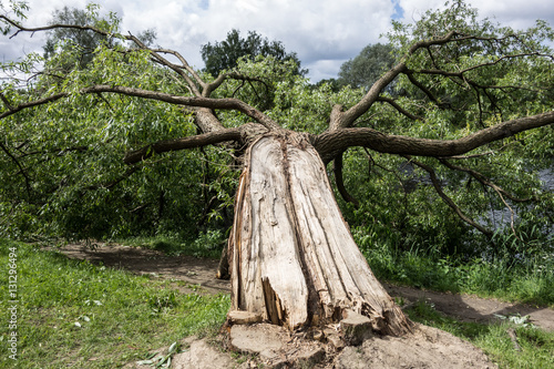 old fallen tree