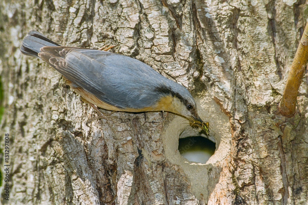 Eurasian nuthatch bringing insects to feed the chicks to the nest hole in a tree trunk Eurasian nuthatch bringing insects to feed the chicks to the nest hole in a tree trunk