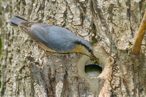 Eurasian nuthatch bringing insects to feed the chicks to the nest hole in a tree trunk