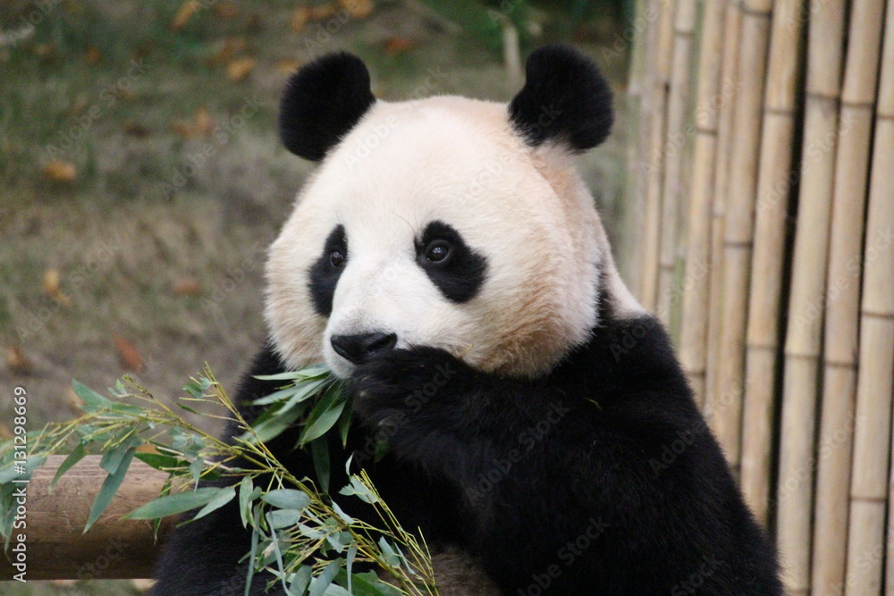Panda in Korea Panda in Korea