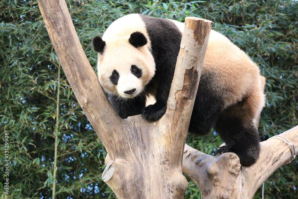Fototapeta premium Panda in Korea