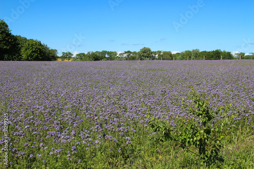 Wallpaper Mural Panorama Landschaft, Phacelia Feld auf der Insel Rügen  Torontodigital.ca