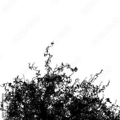 Realistic silhouette of bush with bare branches (Vector illustration).ai10