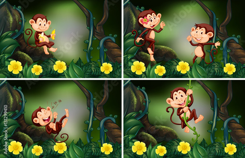 Monkeys living in the forest