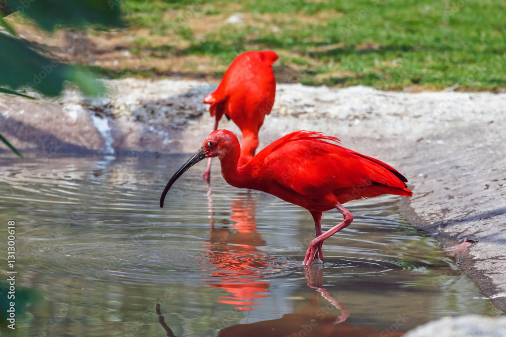 Pair scarlet ibis in the water