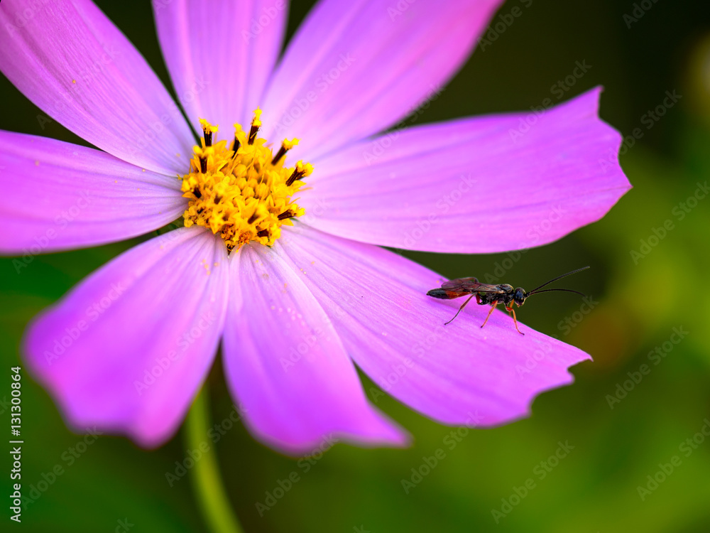 Insect on a flower. Burrowing wasps. (Ammophila, Sphecidae). Flower cosmos. Insect on a flower. Burrowing wasps. (Ammophila, Sphecidae). Flower cosmos.