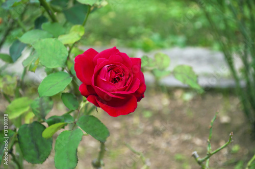 blooming red rose with green natural background at the botanical garden of Greece