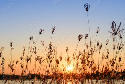 silhouette of grass flower on sunset © songdech17