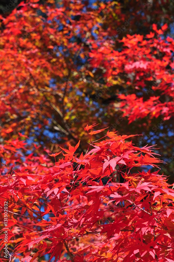 Feuilles d'automne à Takeda Feuilles d'automne à Takeda