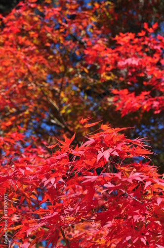 Feuilles d'automne à Takeda