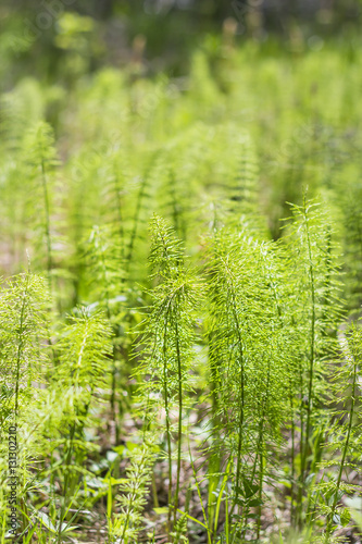 Medicinal plant  Equisetum pratense