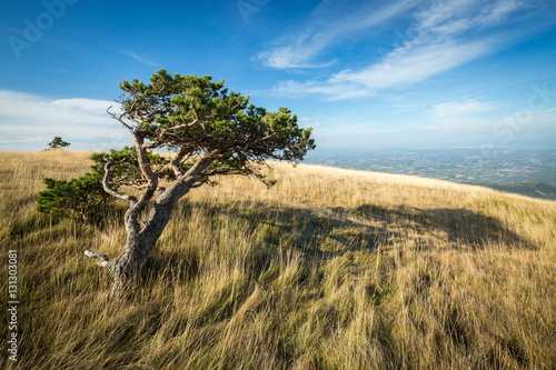 Arbre seul couché par le vent