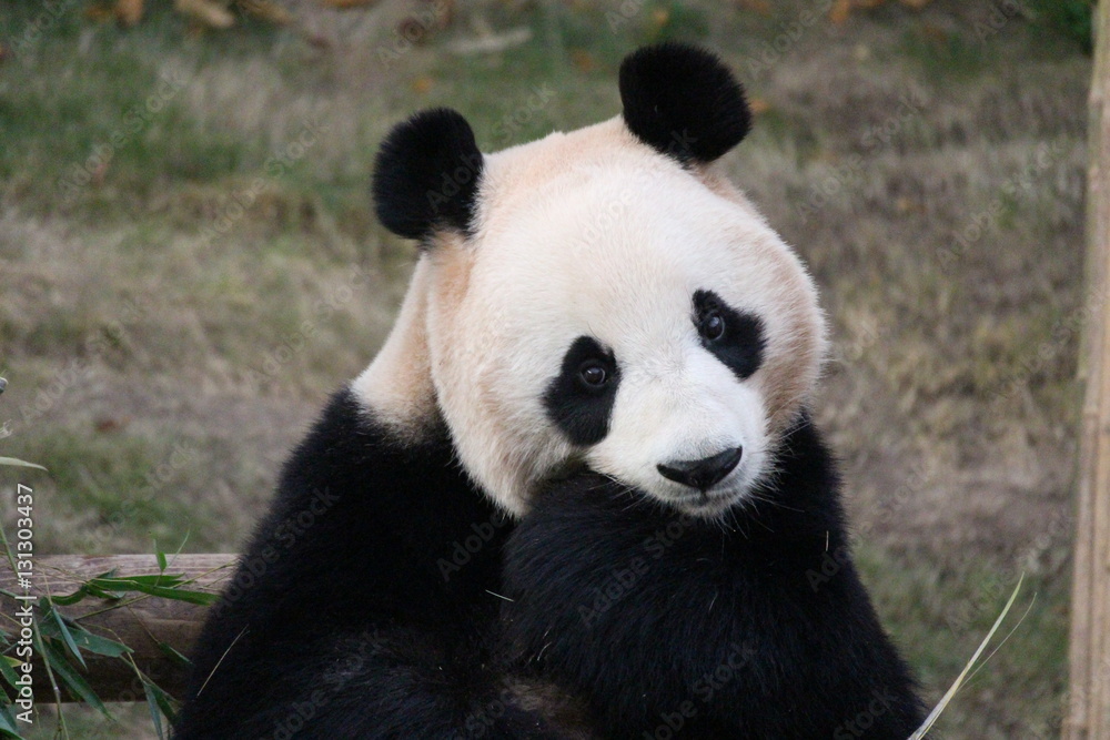 Panda in Korea