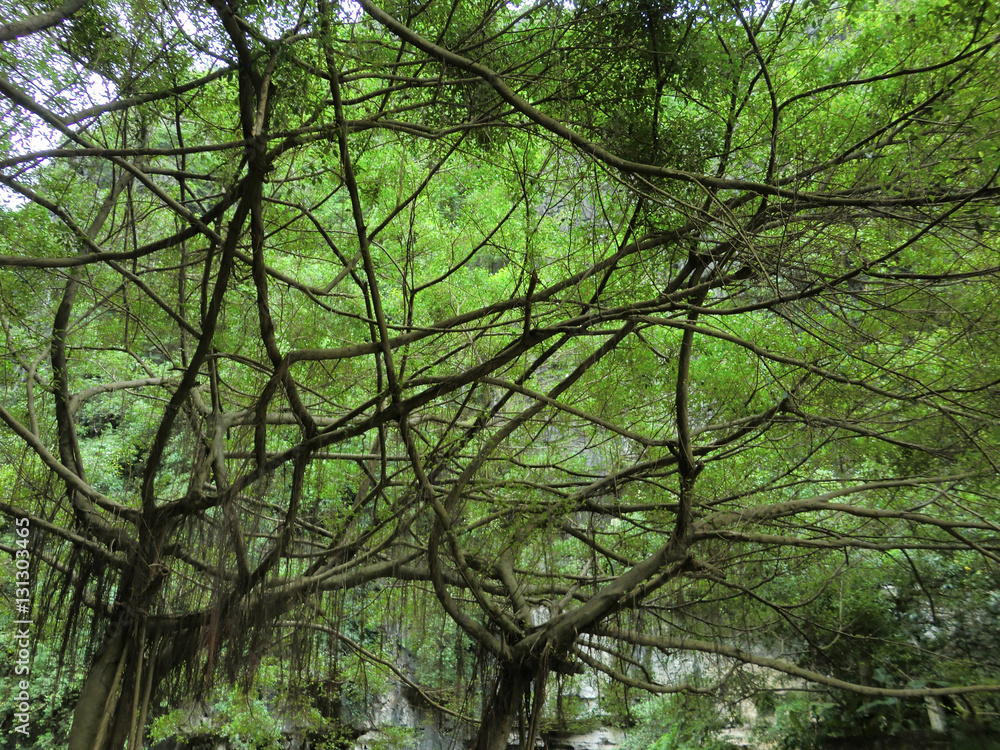 Vietnamese jungle canopy with moss and vines Stock Photo Adobe Stock