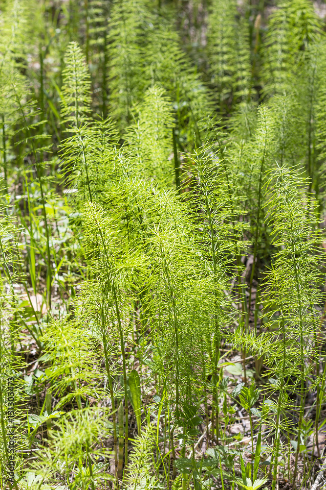 Fototapeta premium Medicinal plant Equisetum pratense