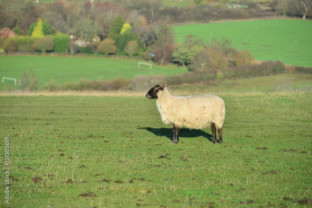 Fototapeta premium A sheep in a field in West Sussex.