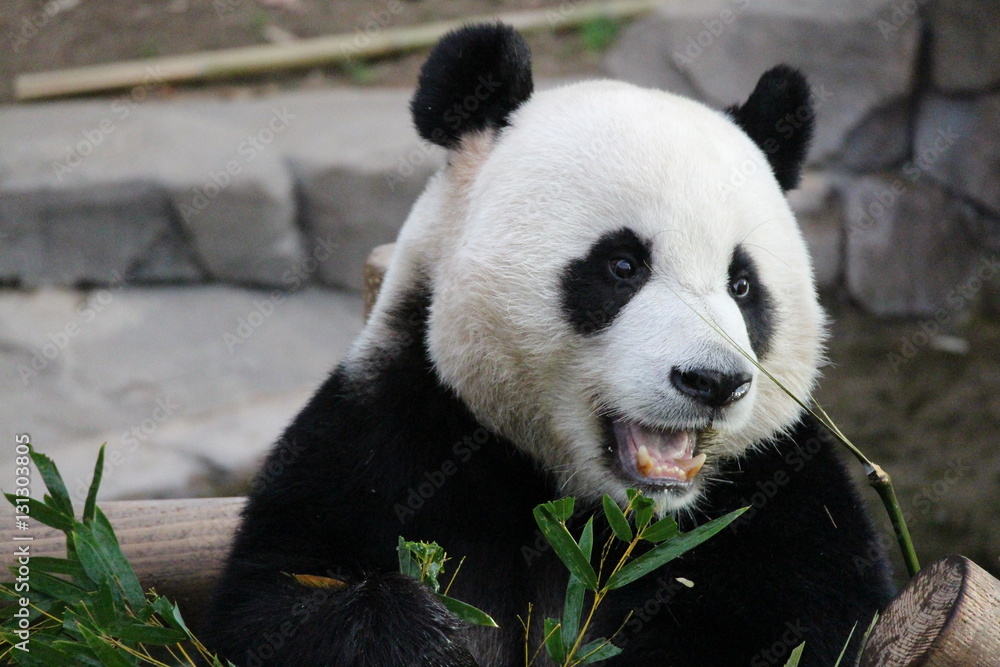 Fototapeta premium Panda in Korea