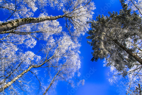 Fototapeta Naklejka Na Ścianę i Meble -  Las zimą