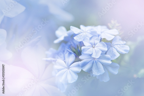 Background of colorful flower in blur concept © Baramee