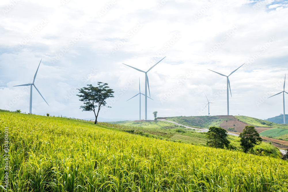 wind turbine with rice field on hill wind turbine with rice field on hill
