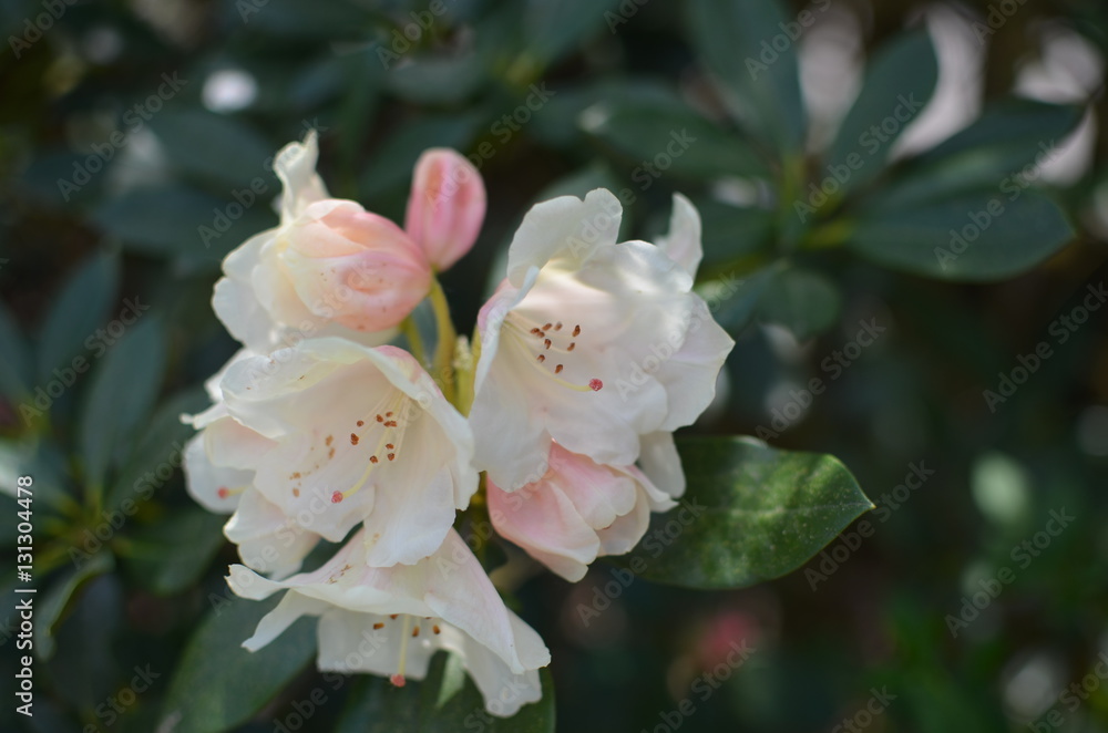 weißer Rhododendron weißer Rhododendron