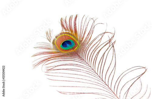 Beautiful peacock feather